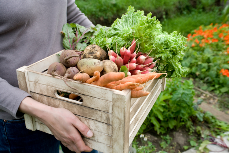 Gardening Organically with Vegetables and Fruits